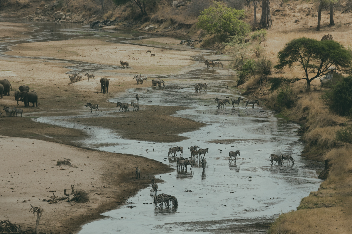 Safaris responsables